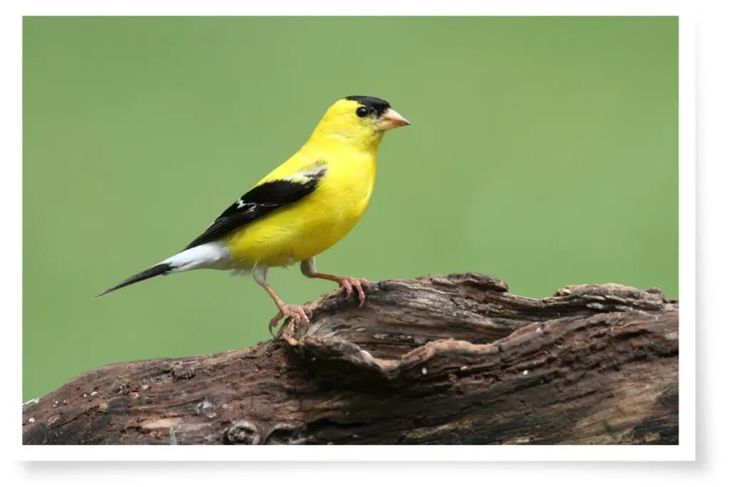 an american goldfinch perched on a log