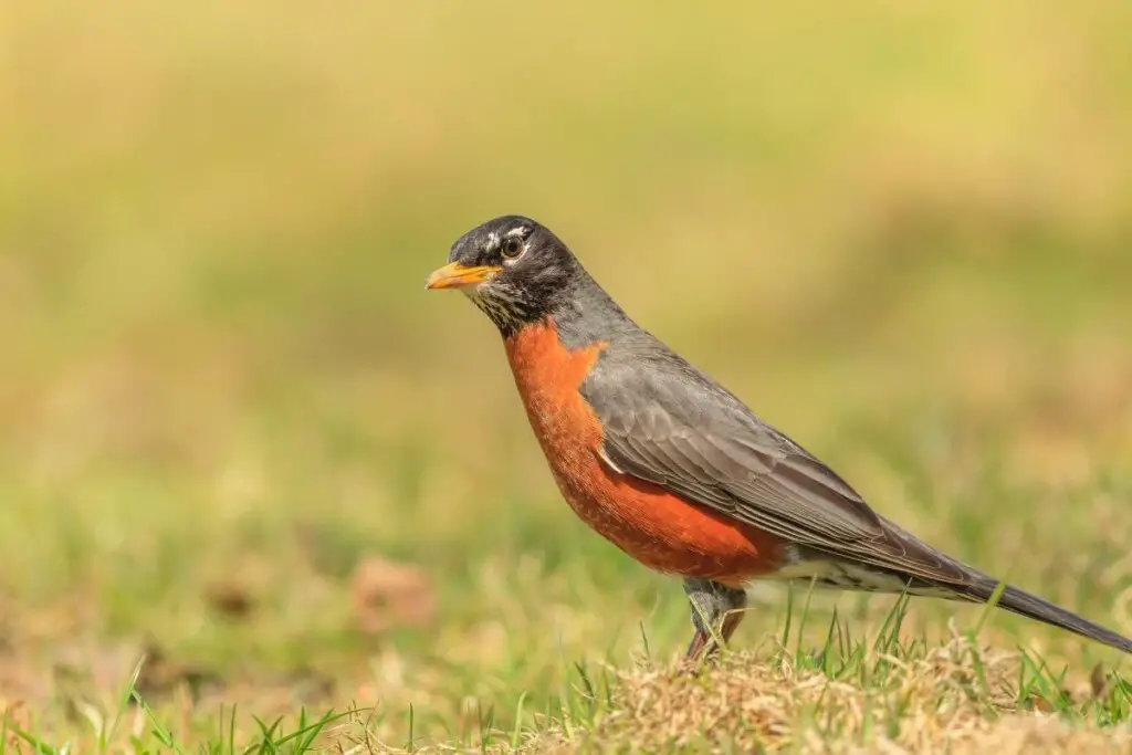 an American Robin standing on grass