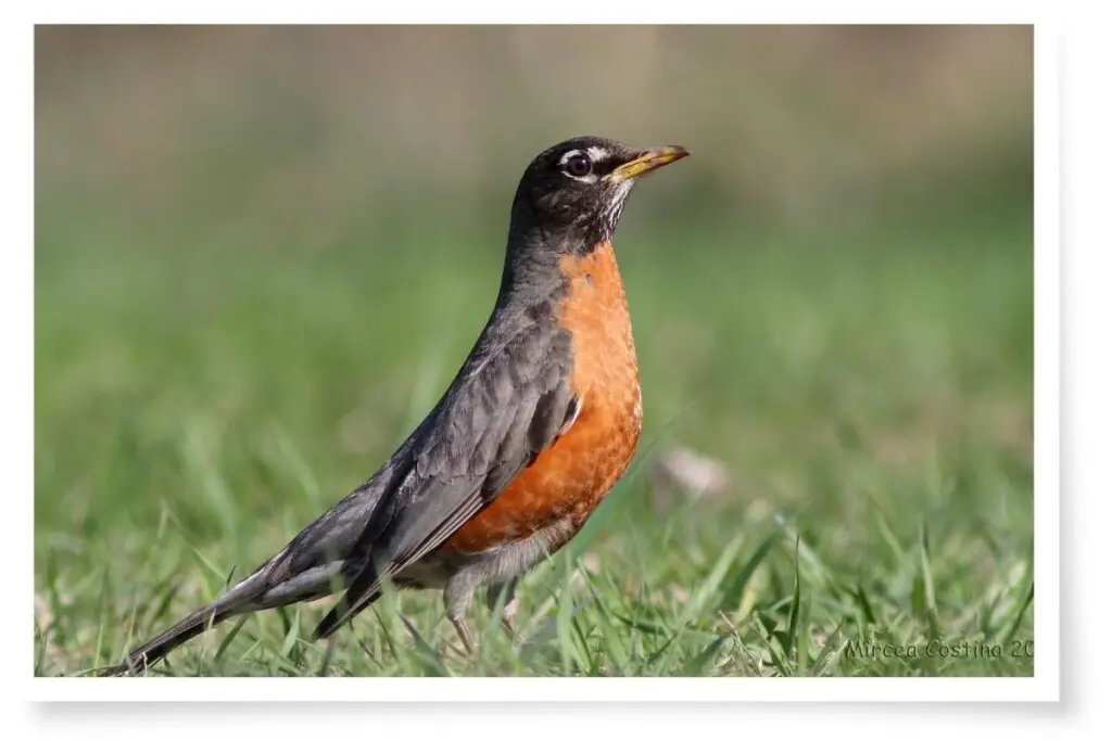 an American robin standing in grass
