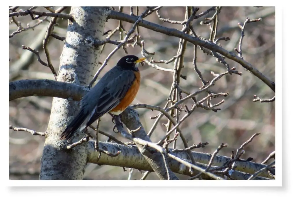 an American robin perched in a tree