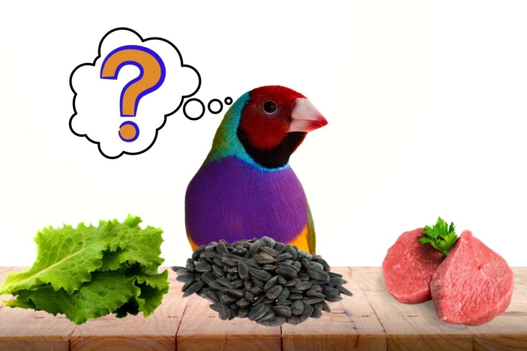 are small-birds herbivores carnivores or omnivores - a Gouldian Finch with lettuce, seeds, and meat in front of it