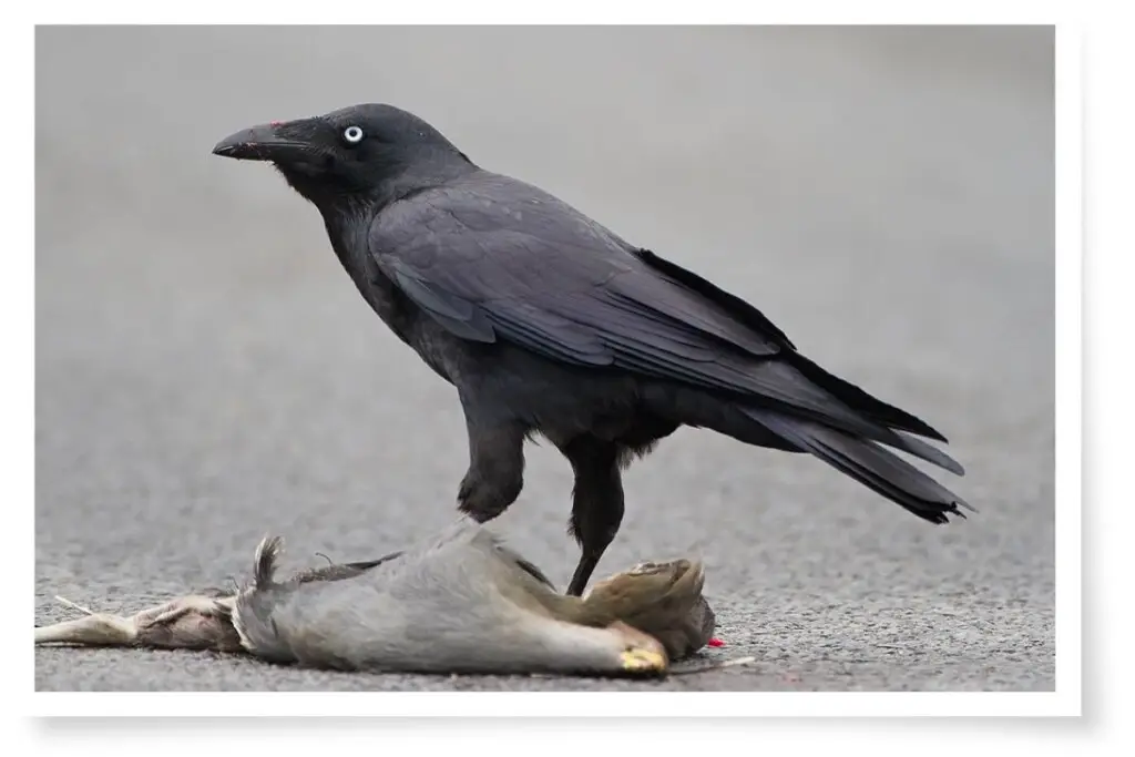 an Australian Raven standing over dead animal on a road