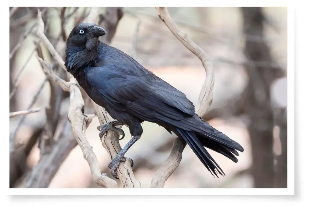an Australian Raven perched in a tree