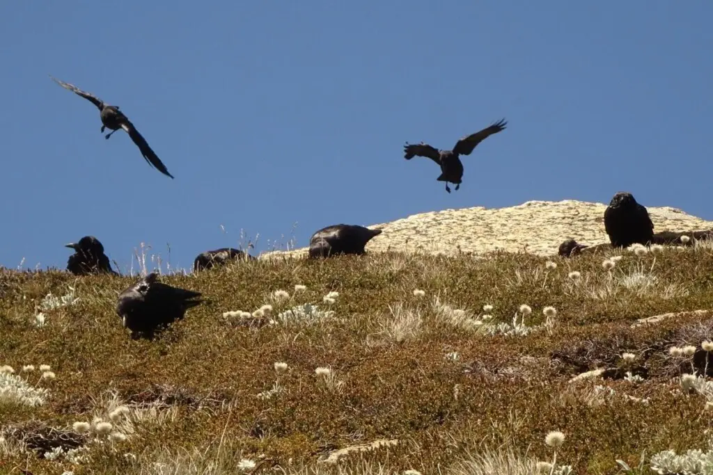 Australian Ravens in Mt. Kosiosko National Park