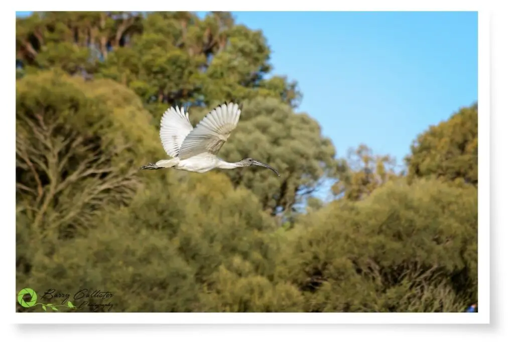 an Australian White Ibis flying with trees in the background