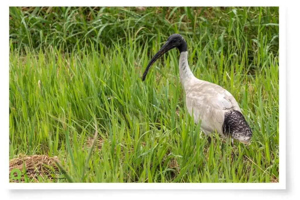 an Australian White Ibis bird standing in tall green grass