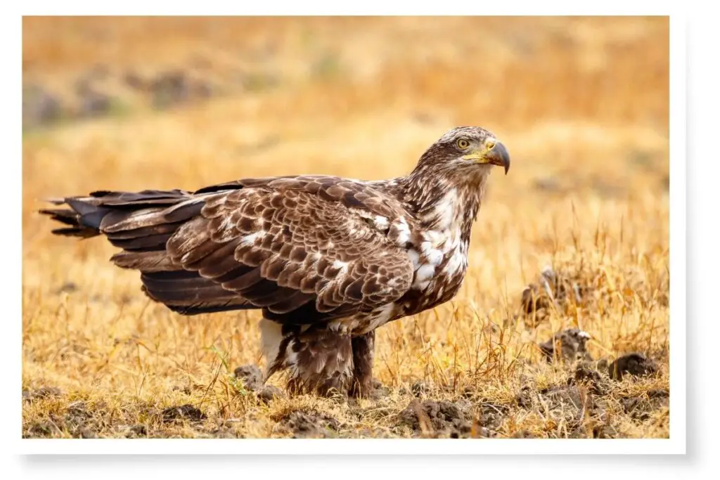 an immature bald eagle standing in dry grass