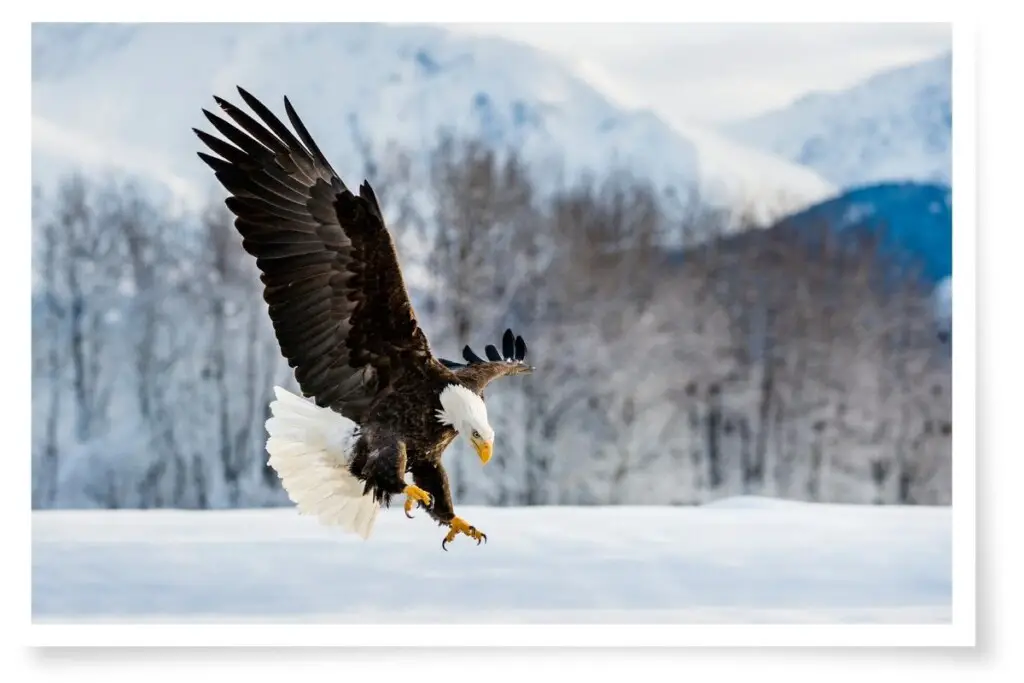 a bald eagle landing in snow