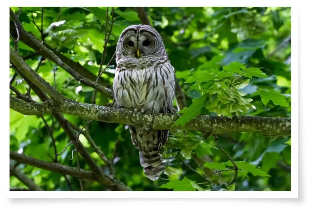 a barred owl perched in a tree