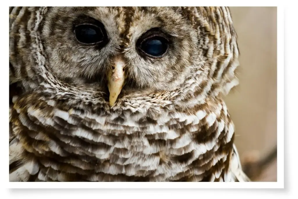 a close up of a barred owl's face