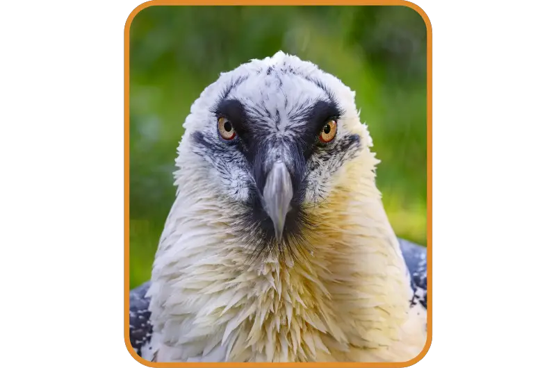 a bearded vulture staring straight ahead