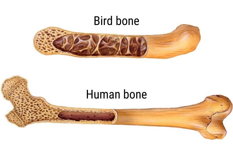  a diagram showing the difference between the internal structure of bird bones and human bones