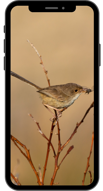 a smart phone with an image of a female Red-backed Fairywren on the screen
