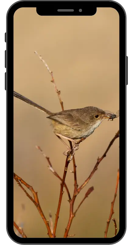 a smart phone with an image of a female Red-backed Fairywren on the screen