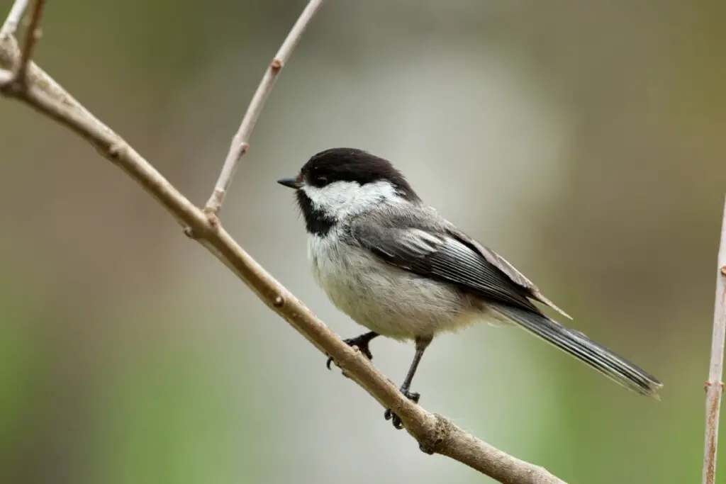 a Black-capped Chickadee perched on a branch