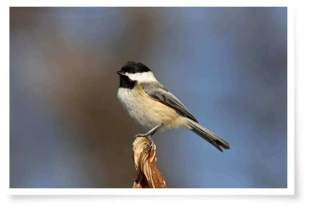 a black-capped chickadee perched on a stick