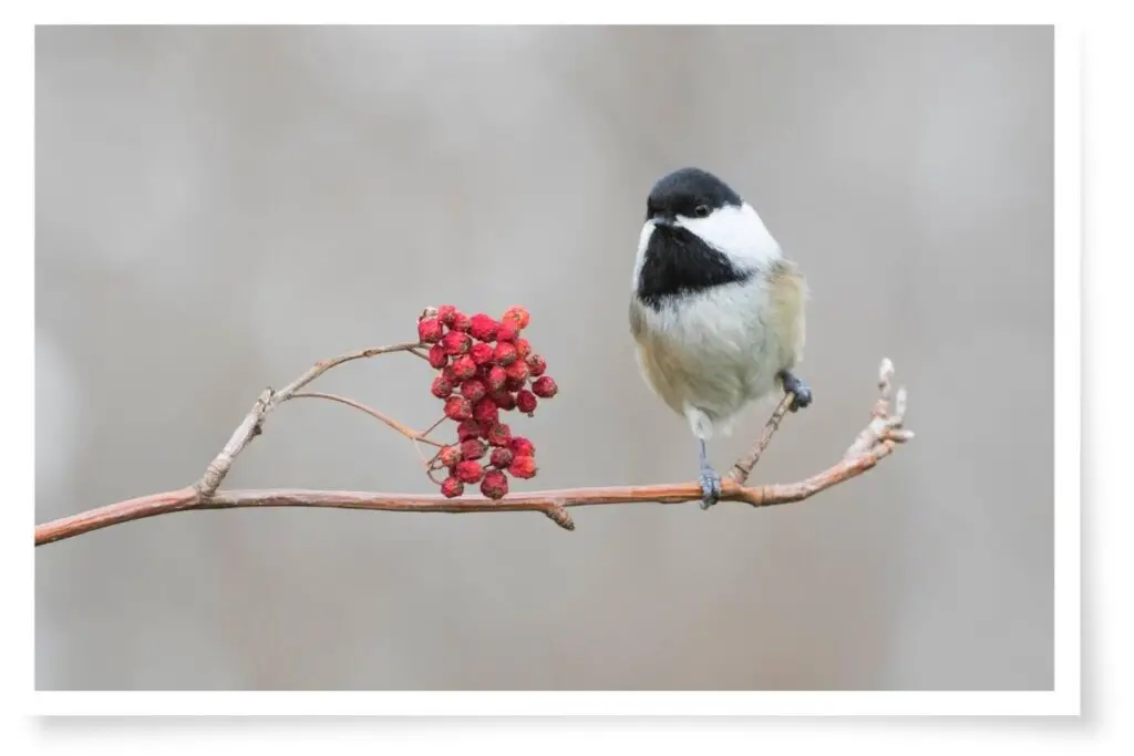 a black-capped chickadee perched on a branch nest to a bunch of red berries
