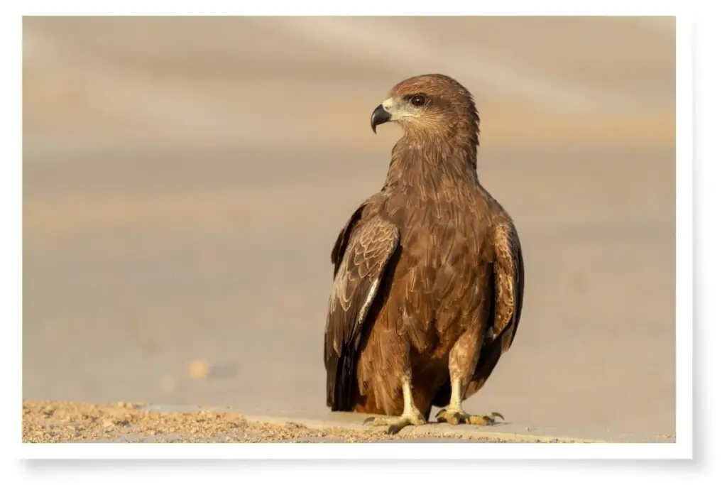a Black Kite standing on the ground