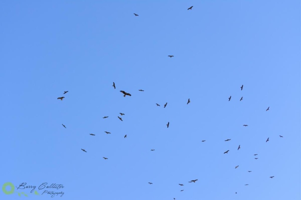 a flock of Black Kites circling in a clear blue sky