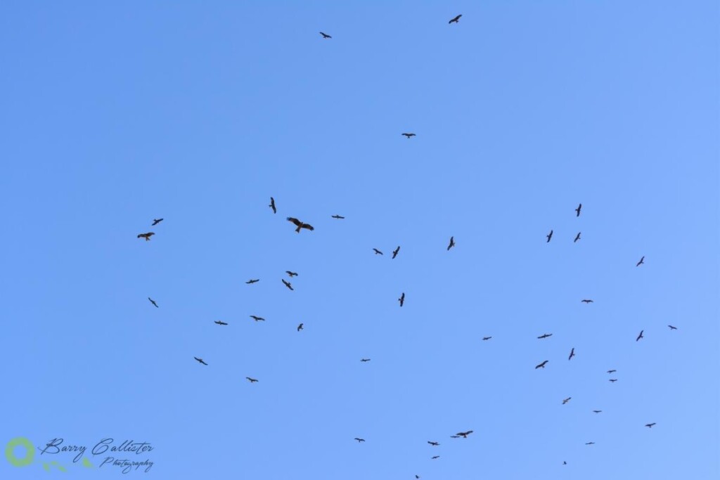 a flock of Black Kites circling in a clear blue sky