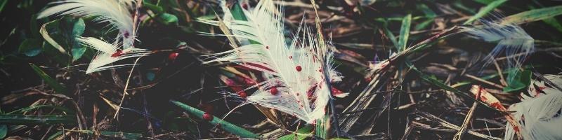 bloody feathers lying on grass