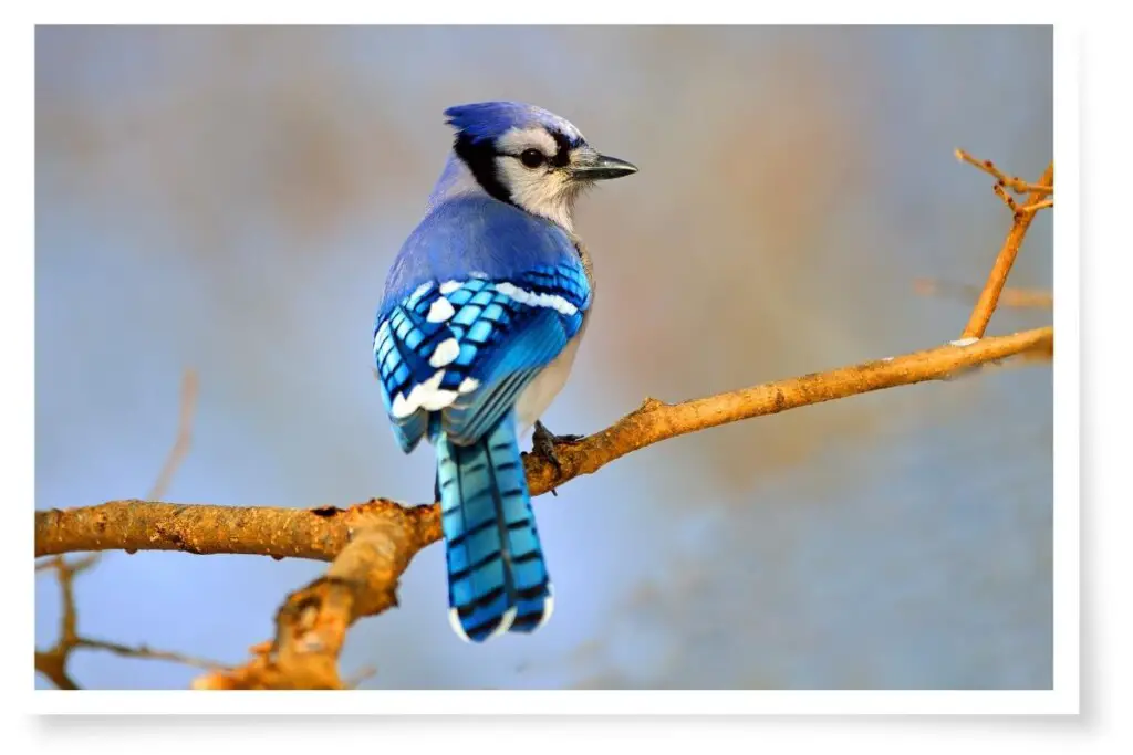 a blue jay perched on a branch