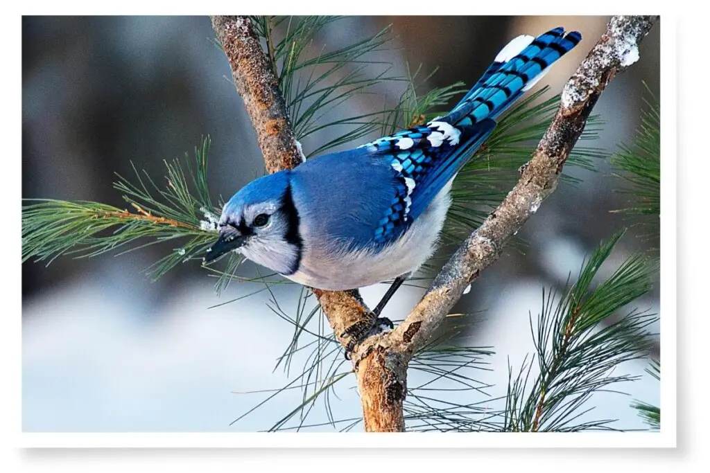 a blue jay perched on the branch of a pine tree in the snow