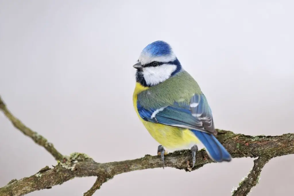 a Blue Tit perched on a branch
