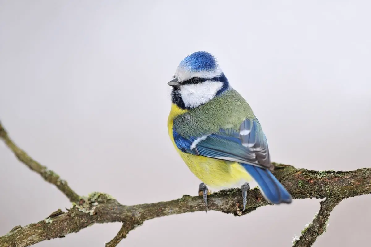 11 Types Of Small Birds That Can Be Found In The Uk