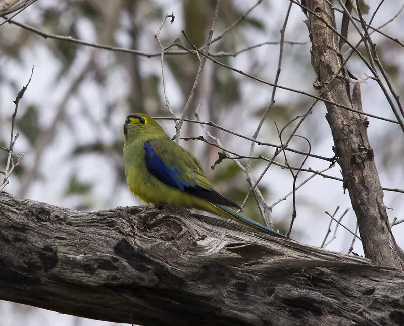 a male Blue-winged Parrot perched on a branch