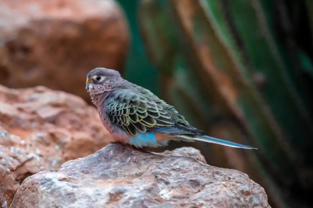 a Bourke's Parrot perched on a rock