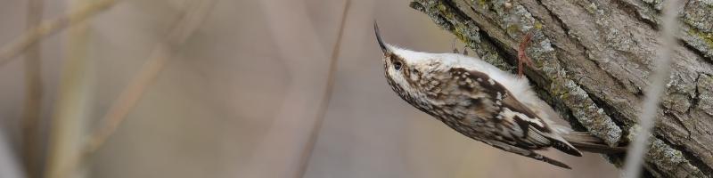 a brown creeper bird clinging to a branch upside down