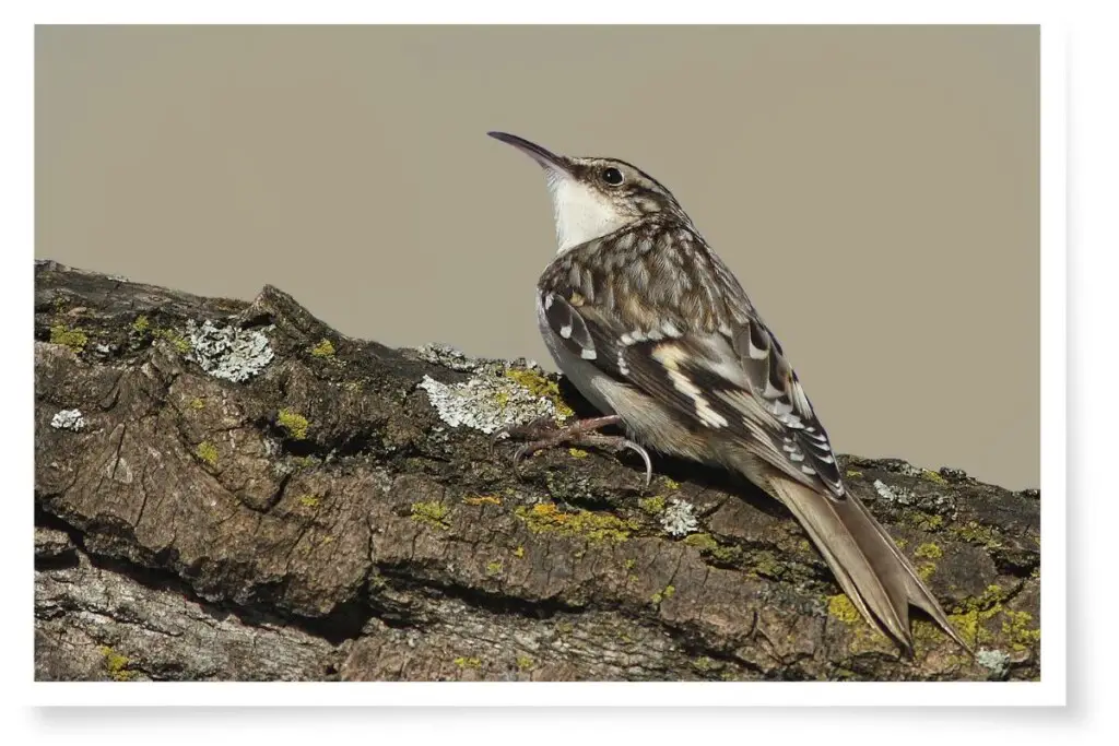 a brown creeper bird perched on a branch