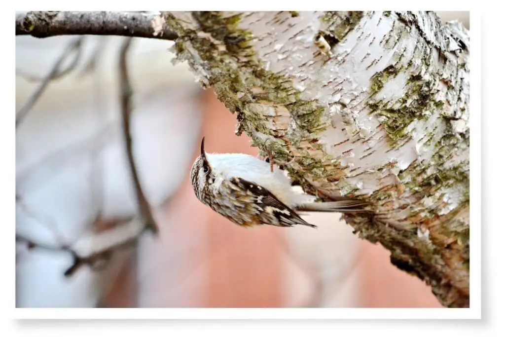 a brown creeper clinging to the underside of a branch