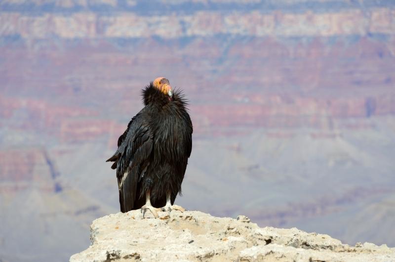 a California Condor perched on the edge of the Grand Canyon
