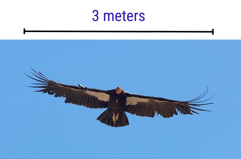 a California Condor flying in blue sky with a line above measuring its wingspan of 3 meters