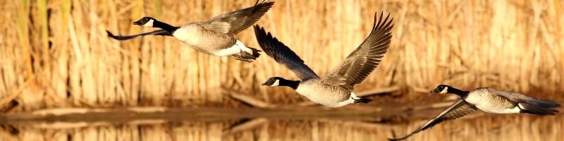 three Canada geese flying over water with reeds in the background