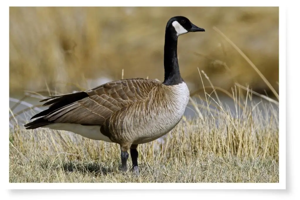 a Canada goose standing in grass near a lake