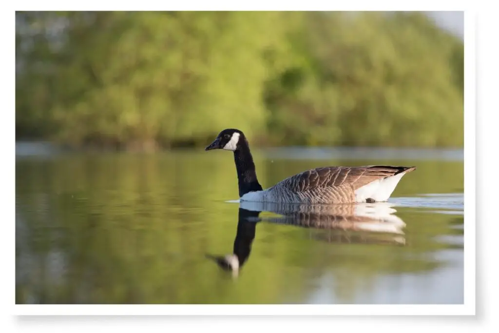 a Canada goose swimming