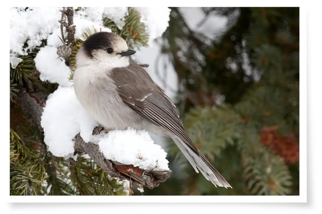 a Gray Jay perched on a snow-covered branch