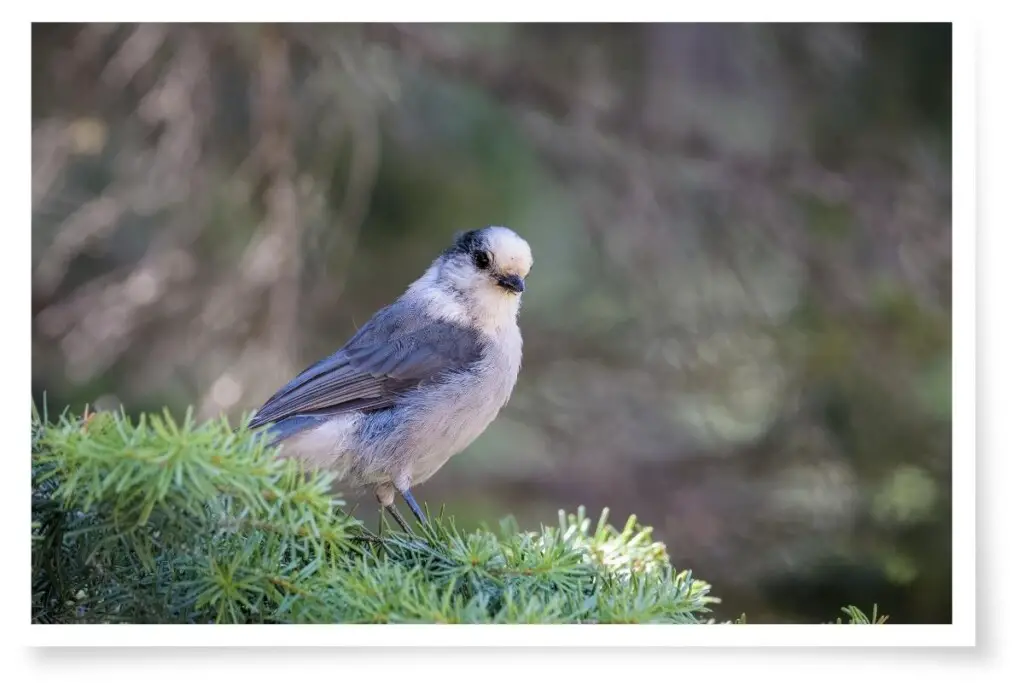 a Canada Jay perched in a pine tree