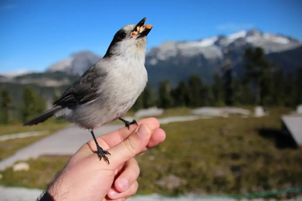 a Canada Jay being hand-fed by a man