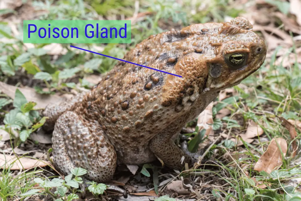 a Cane Toad with its poison gland labelled
