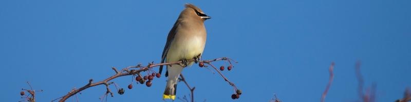 a cedar waxwing perched in a tree against blue sky