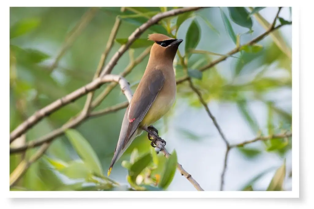 a cedar waxwing perched in a tree