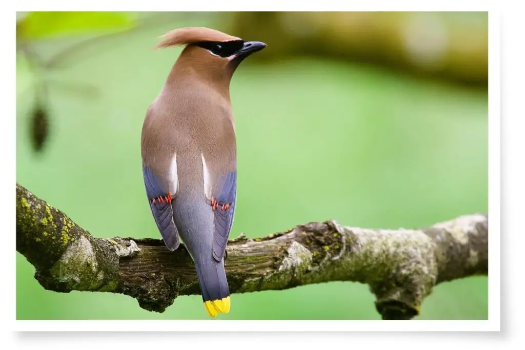 a Cedar Waxwing perched on a branch