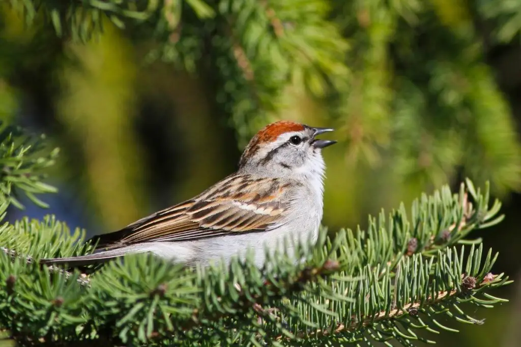 a Chipping Sparrow singing in a pine tree