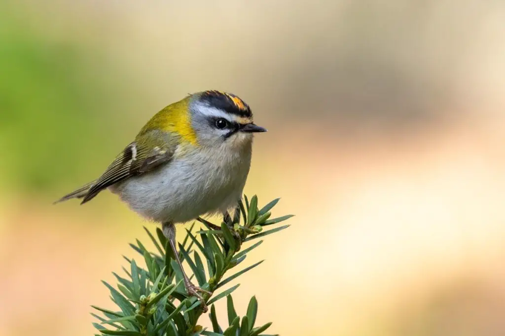 a Common Firescrest perched on a bush