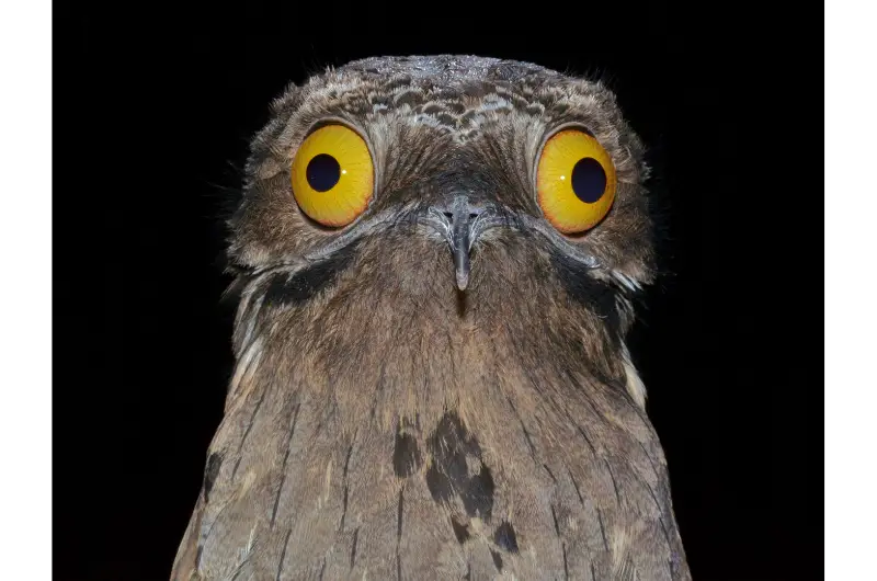 a very unusual bird, the Common Potoo