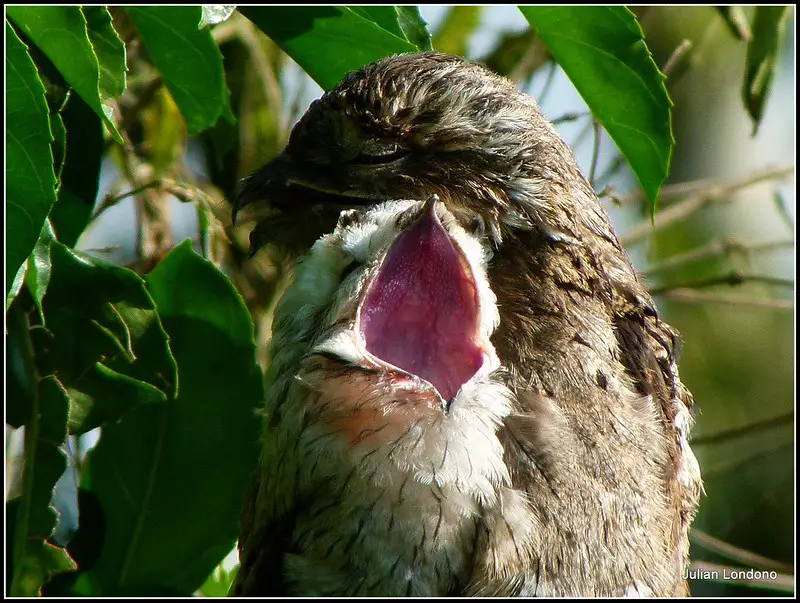 a Common Potoo with a young chick that has its beak wide open